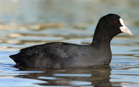 File:Blässhuhn Fulica atra Richard B II.jpg